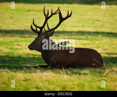 Zwei Dohlen, Corvus Monedula, wählen Sie Insekten aus einem Rotwild Hirsch, Cervus Elaphus in Richmond Park. Stockfoto