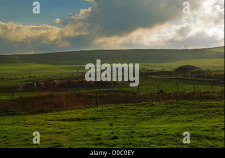 Rinder in einem Feld bei Gwithian, Cornwall Stockfoto