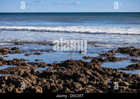 Seidenreiher, Egretta Garzetta Fütterung in Fels-Pools, Portugal Stockfoto