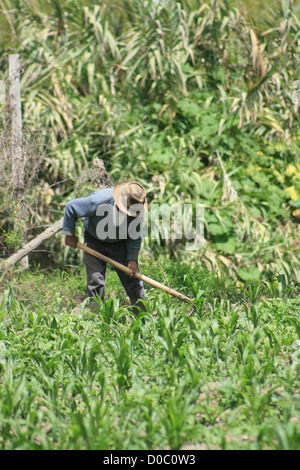 Ecuadorianische Bauer mit einer Hacke um zu reinigen einen Maisfeld in Cotacachi, Ecuador Stockfoto