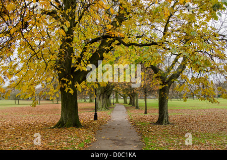 Ruhiger landschaftlicher Parklandweg & Allee von Bäumen (wunderschönes, buntes Herbstlaub & Teppich von gefallenen Blättern) - The Stray, Harrogate, England, GB, UK. Stockfoto