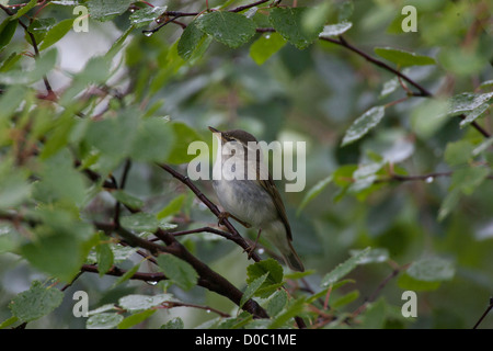 Arktis Warbler Phylloscopus Borealis Ivalo Lappland Finnland Stockfoto