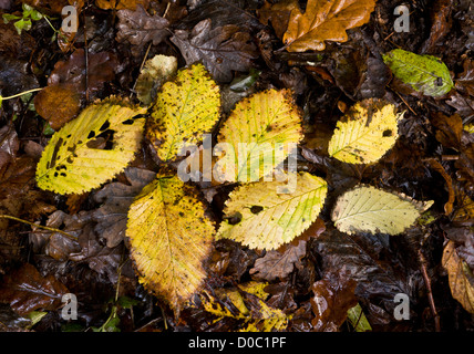 Gefallenen Wych Ulme Blätter im Herbst (Ulmus Glabra). Exmoor, England, Vereinigtes Königreich Stockfoto