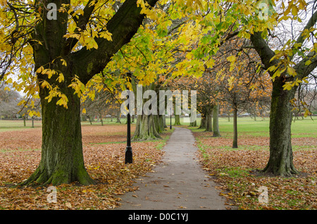 Ruhiger landschaftlicher Parklandweg & Allee von Bäumen (wunderschönes, buntes Herbstlaub & Teppich von gefallenen Blättern) - The Stray, Harrogate, England, GB, UK. Stockfoto