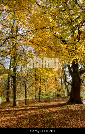 Dappled Sonnenlicht im Herbst fällt auf Bäume und goldener Teppich der Blätter im malerischen ruhigen Waldgebiet - Middleton Woods, Ilkley, West Yorkshire, England, Großbritannien Stockfoto