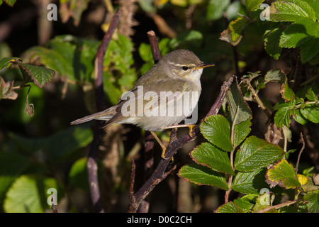 Arktis Warbler Phylloscopus Borealis Shetland Schottland, Vereinigtes Königreich Stockfoto