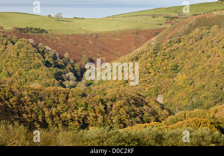 Eichenwälder, Moor und Weide im Lyn Tal bei Watersmeet, Exmoor National Park, Devon, England, UK Stockfoto