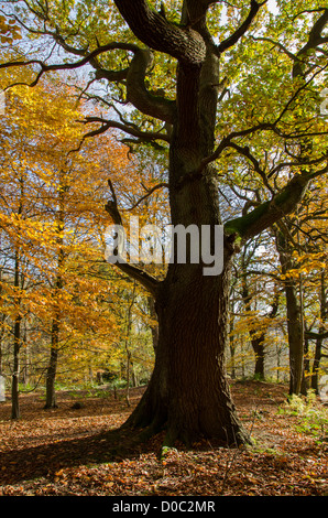 Großen Baum im Herbst Sonnenlicht & Teppich der goldenen Blätter in einer ruhigen malerischen Wäldern Silhouette - Middleton Woods, Ilkley, West Yorkshire, England, Großbritannien Stockfoto