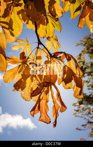 Goldenen herbstlichen Blättern zu fallen, gegen knackig klaren blauen Himmel. Stockfoto