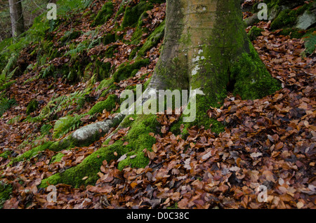 Nahaufnahme der Stamm der Buche Baum auf Hügel, Verbreitung wurzeln in Blätter & Flechten - Bolton Abbey Estate, North Yorkshire, England, UK. Stockfoto