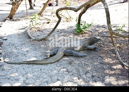 Ein Komodowaran ruht unter einem Baum der Ranger-Station in Rinca Island, Komodo National Park, Indonesien Stockfoto