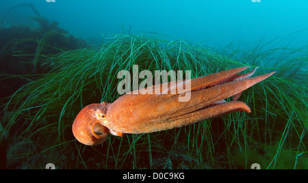 Pazifische Riesenkrake oder Norden pazifische Riesenkrake (Enteroctopus Dofleini), Russiar, Primorsky Krai, Fernost, Japan Sea Stockfoto