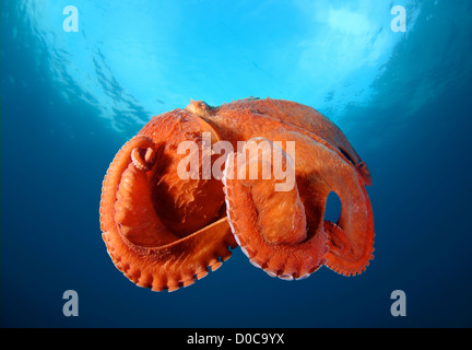 Pazifische Riesenkrake oder Norden pazifische Riesenkrake (Enteroctopus Dofleini), Russiar, Primorsky Krai, Fernost, Japan Sea Stockfoto