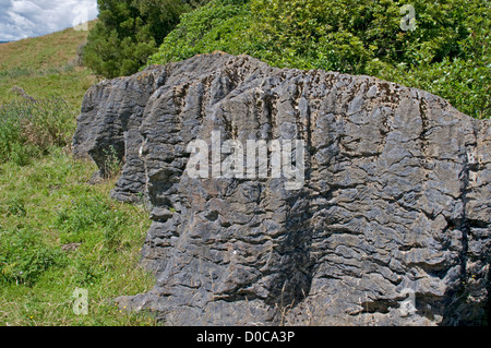 Erodierten Kalkfelsen oder Pfannkuchen-Felsen in der Nähe der Höhlen bedeutet in der Nordinsel von Neuseeland Stockfoto