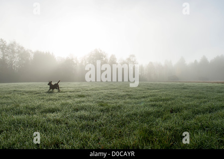 Spielen der Chesapeake Bay Retriever in Feld Stockfoto