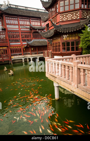 Koi im Teich um das Huxinting-Teehaus im Yu Yuan Garten Shanghai, China Stockfoto