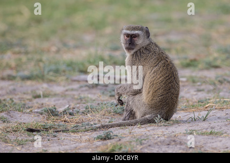 Vervet Affen (grüne Aethiops) in Buffalo National Park, Namibia. Stockfoto