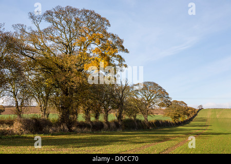 Maler David Hockney Tunnel der Bäume, die in vielen dieser East Yorkshire-Bilder angezeigt Stockfoto