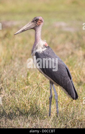 Marabu (Leptoptilos Crumeniferus) Storch im Babwata Nationalpark, Namibia. Stockfoto