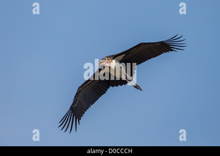 Marabu (Leptoptilos Crumeniferus) Storch in der Buffalo National Park, Namibia. Stockfoto