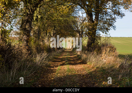 Maler David Hockney Tunnel der Bäume, die in vielen dieser East Yorkshire-Bilder angezeigt Stockfoto