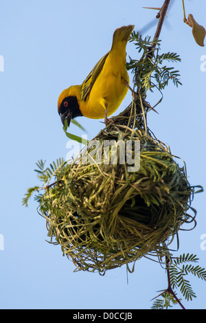 Südlichen maskiert Weber (Ploceus Velatus) in Otjinene, Namibia. Stockfoto
