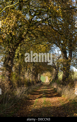 Maler David Hockney Tunnel der Bäume, die in vielen dieser East Yorkshire-Bilder angezeigt Stockfoto