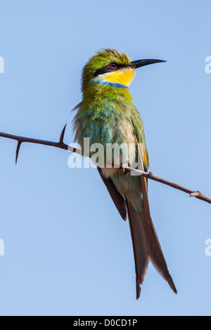 Zinnenkranz Bienenfresser (Merops Hirundineus) in Otjinene, Namibia. Stockfoto