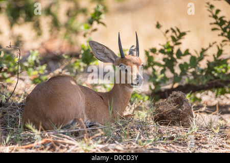 Steenbuck (Raphicerus Campestris) in den Babwata Nationalpark, Namibia. Stockfoto