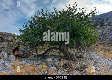 Alten Feigenbaum, Kalymnos Griechenland Stockfoto