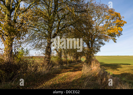 Maler David Hockney Tunnel der Bäume, die in vielen dieser East Yorkshire-Bilder angezeigt Stockfoto