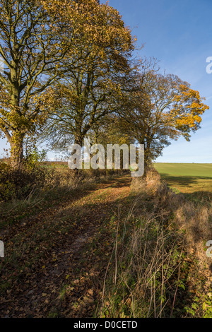 Maler David Hockney Tunnel der Bäume, die in vielen dieser East Yorkshire-Bilder angezeigt Stockfoto