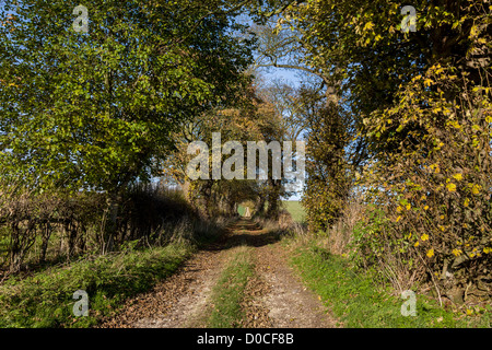 Maler David Hockney Tunnel der Bäume, die in vielen dieser East Yorkshire-Bilder angezeigt Stockfoto