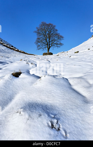 Ein einsamer Baum bei Sycamore Gap auf Hadrian's Wall im tiefen Winter schnee Stockfoto