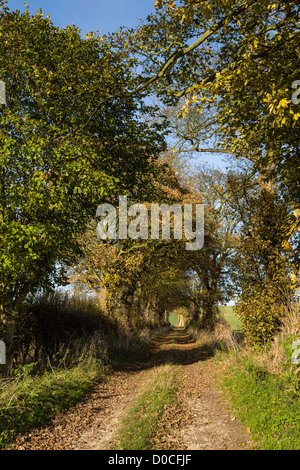 Maler David Hockney Tunnel der Bäume, die in vielen dieser East Yorkshire-Bilder angezeigt Stockfoto