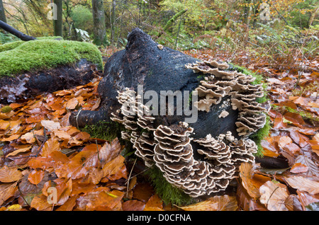 Turkeytail Pilz (Trametes versicolor) auf alte Log in Buche Wald, Exmoor National Park, Devon, England, UK Stockfoto