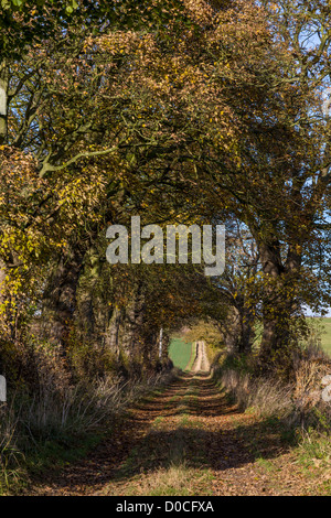 Maler David Hockney Tunnel der Bäume, die in vielen dieser East Yorkshire-Bilder angezeigt Stockfoto