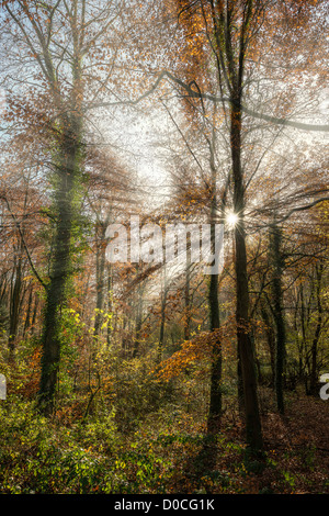 HERBSTLICHEN WALD IN DER NÄHE VON ITTON MONMOUTHSHIRE WALES GROßBRITANNIEN MIT SONNENLICHT DURCH BÄUME PLATZEN Stockfoto