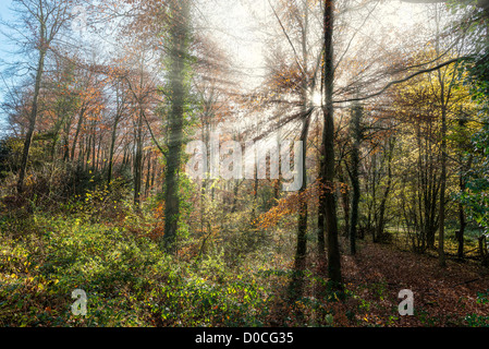 HERBSTLICHEN WALD IN DER NÄHE VON ITTON MONMOUTHSHIRE WALES GROßBRITANNIEN MIT SONNENLICHT DURCH BÄUME PLATZEN Stockfoto