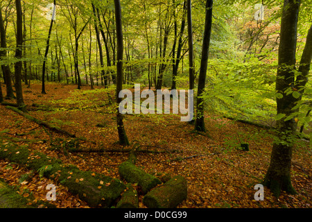 Beech woodland in the East Lyn valley near Brendon, Exmoor National Park, Devon, England, UK Stockfoto