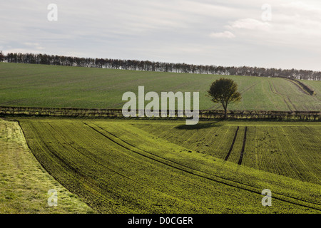 Muster in neu gesäten Kulturen gemacht von der Herbst-Sonne, East Yorkshire, England Stockfoto