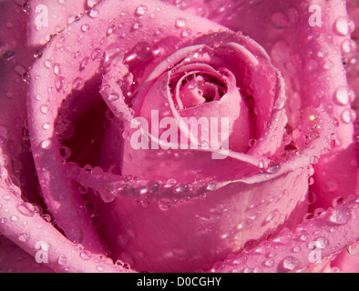 Regentropfen, die Verbesserung der Schönheit eine rosa Rose Stockfoto