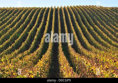 WEINBERGE DER CHAMPAGNE IN FRANKREICH HERBST ESSOMES-SUR-MARNE AISNE (02) Stockfoto