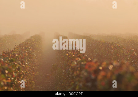 WEINBERGE DER CHAMPAGNE IM HERBST NEBEL ESSOMES-SUR-MARNE AISNE (02) FRANKREICH Stockfoto