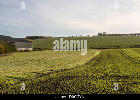 Muster in neu gesäten Kulturen gemacht von der Herbst-Sonne, East Yorkshire, England Stockfoto