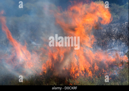 Feuer wütet unkontrolliert durch die Landschaft in der Nähe von Theletra, Bezirk Paphos, Zypern. 21. November 2012 Stockfoto