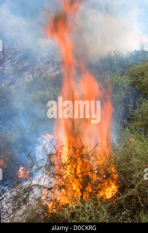 Feuer wütet unkontrolliert durch die Landschaft in der Nähe von Theletra, Bezirk Paphos, Zypern. 21. November 2012 Stockfoto