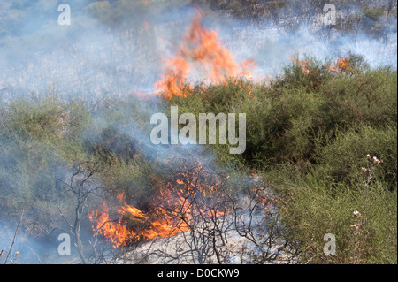 Feuer wütet unkontrolliert durch die Landschaft in der Nähe von Theletra, Bezirk Paphos, Zypern. 21. November 2012 Stockfoto