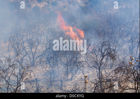 Feuer wütet unkontrolliert durch die Landschaft in der Nähe von Theletra, Bezirk Paphos, Zypern. 21. November 2012 Stockfoto