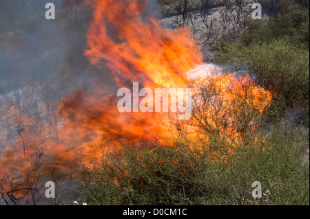 Feuer wütet unkontrolliert durch die Landschaft in der Nähe von Theletra, Bezirk Paphos, Zypern. 21. November 2012 Stockfoto